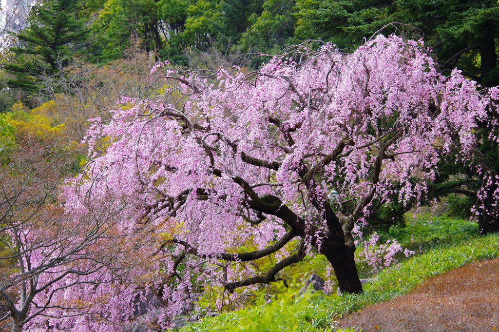 枝垂れ桜