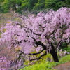 枝垂れ桜