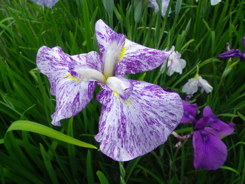 花菖蒲