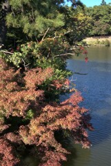 紅葉