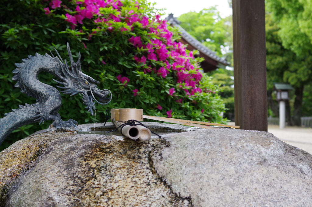 金の目をした龍
