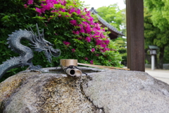金の目をした龍