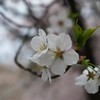 今年も見納め
