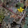 小さな花