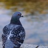 物思いにふける