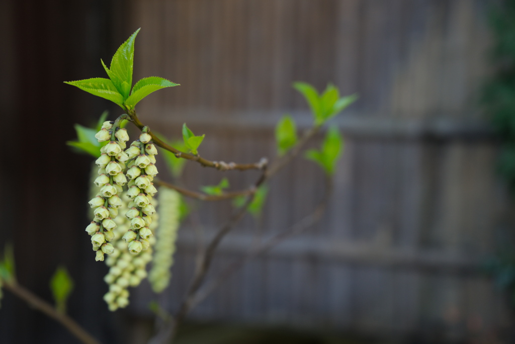 今の時期、花は地味