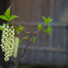 今の時期、花は地味