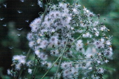 雑草の元