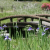 公園の池