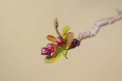 蕾