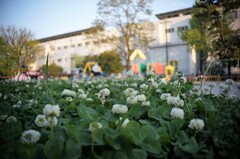 公園のシロツメクサ