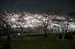 夜桜イエーイ！
