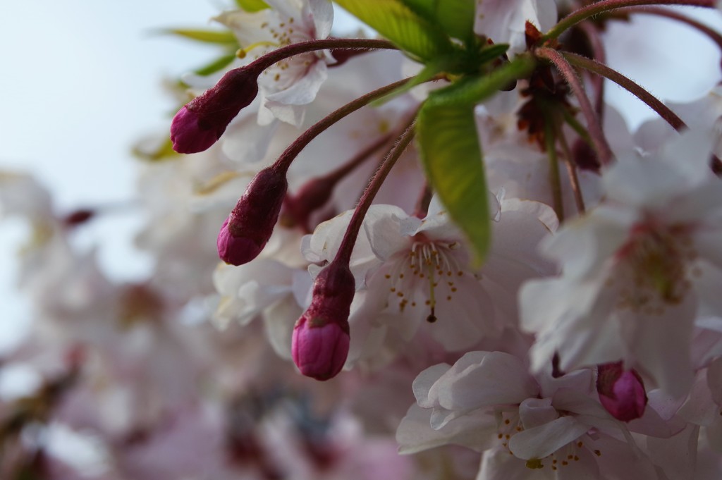 蕾が三