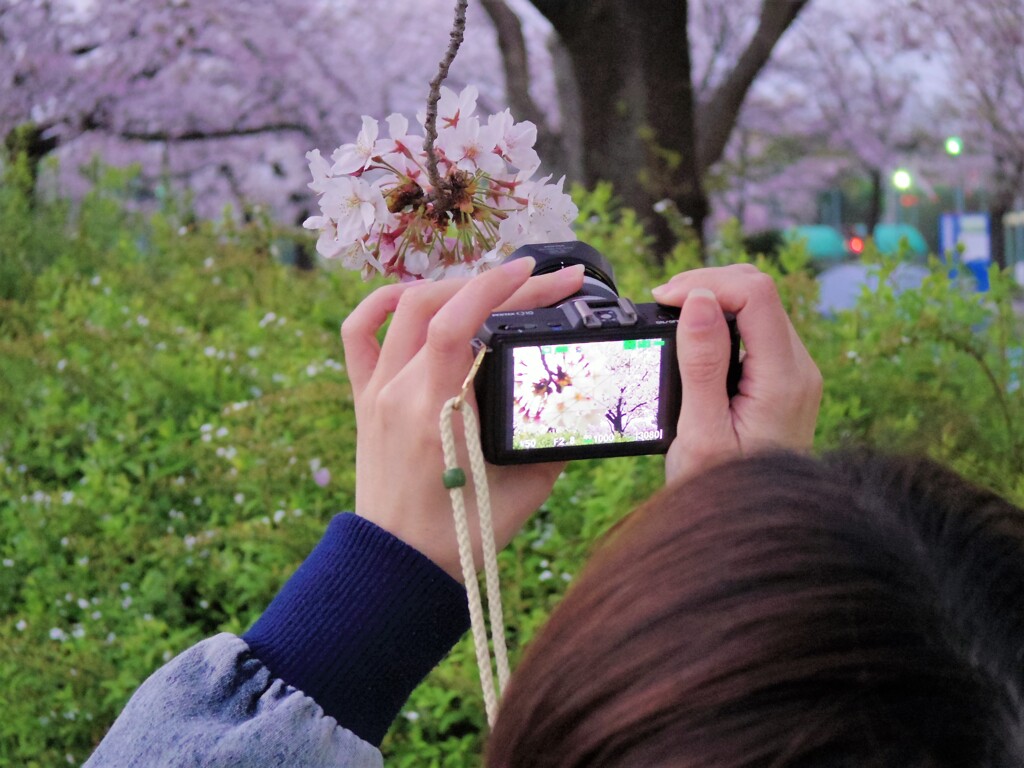 春を記念撮影