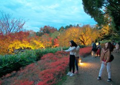 ライトアップされた紅葉