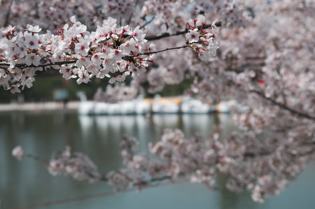 満開の桜