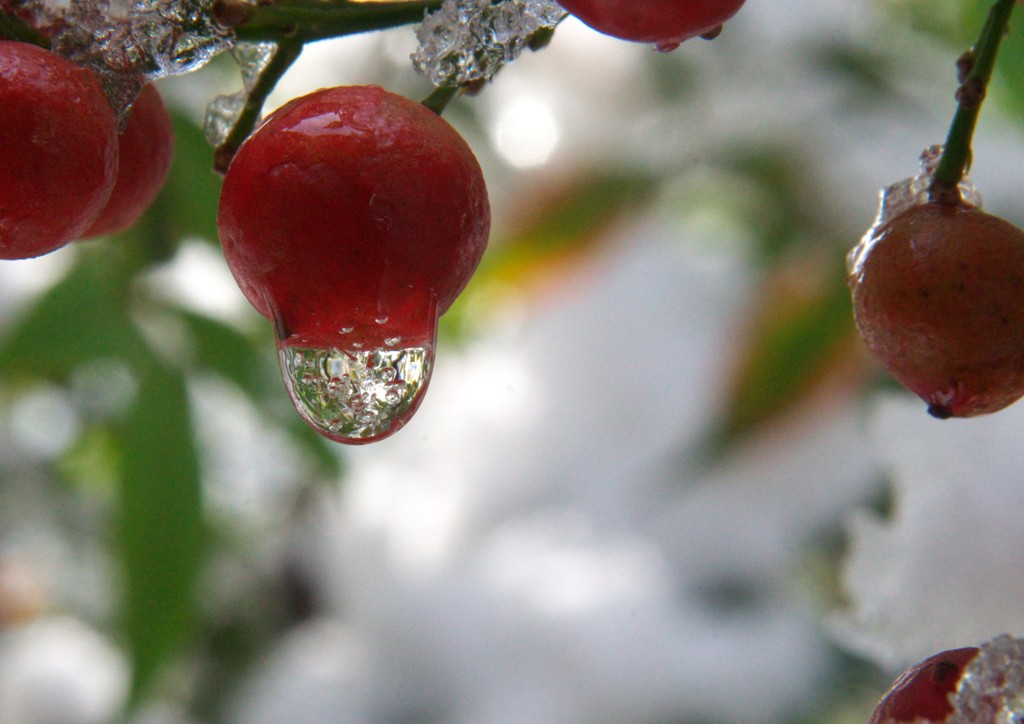 雪解け雫