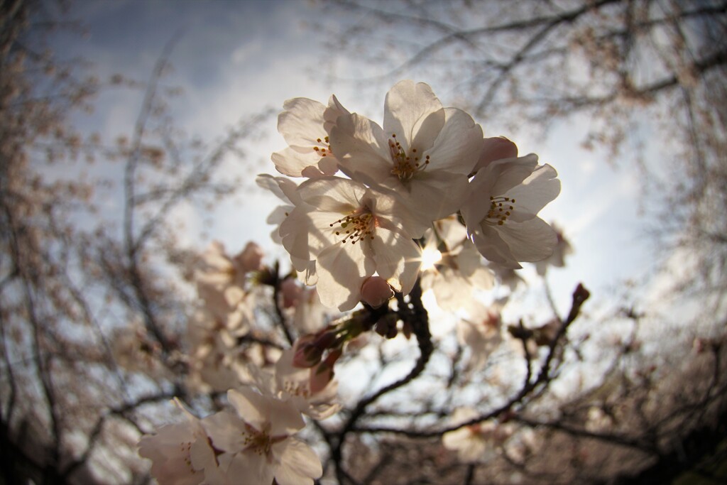 桜