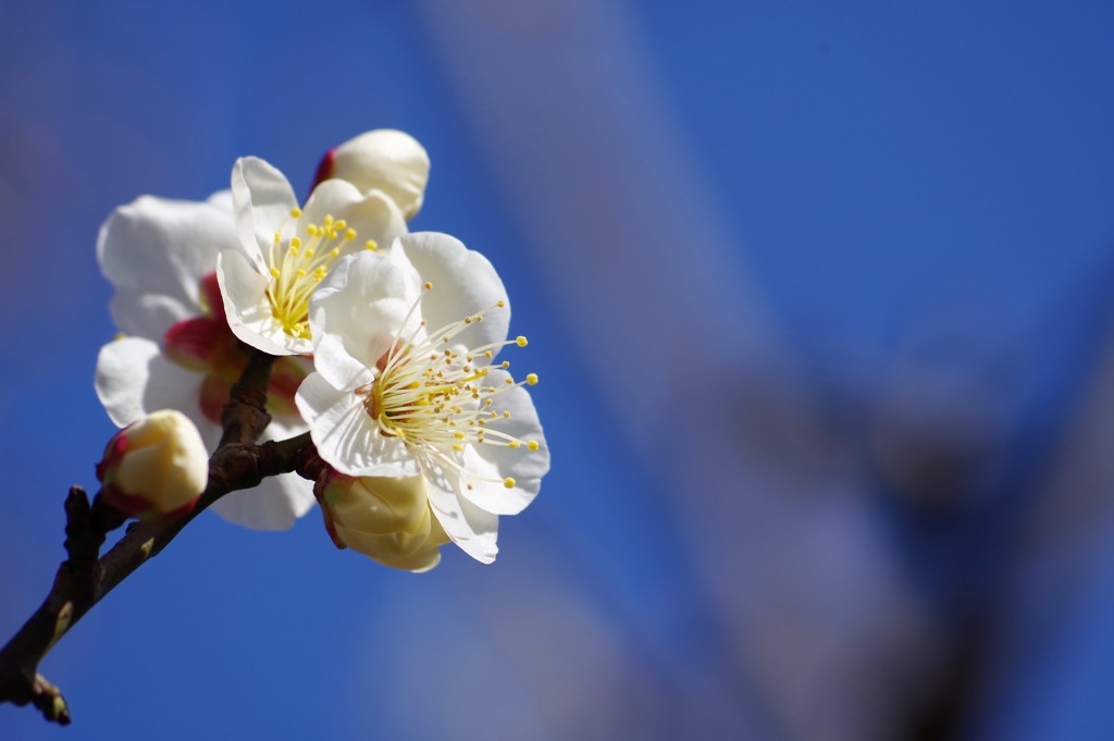 梅の花