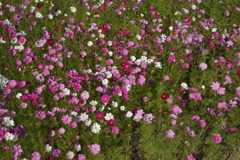 秋桜園