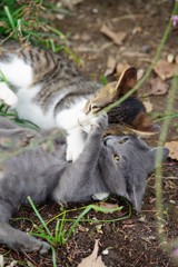 じゃれる