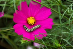 芋虫
