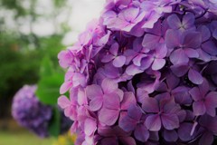 紫陽花