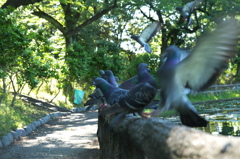鳩の襲撃くらう