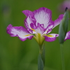 菖蒲