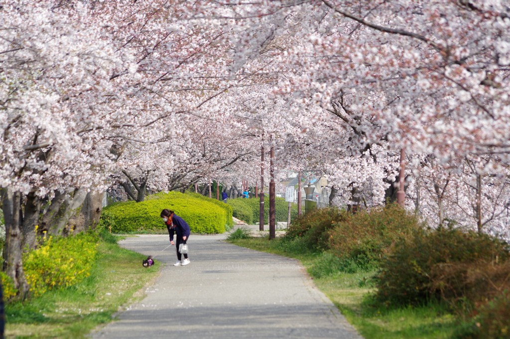 桜のトンネル