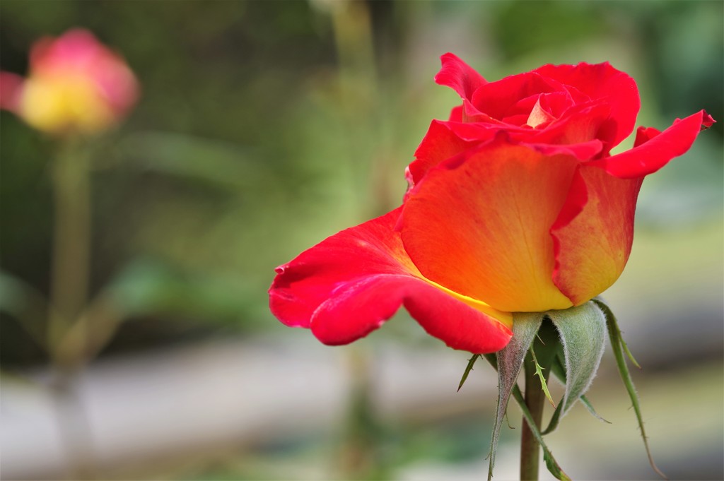 薔薇