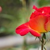 薔薇