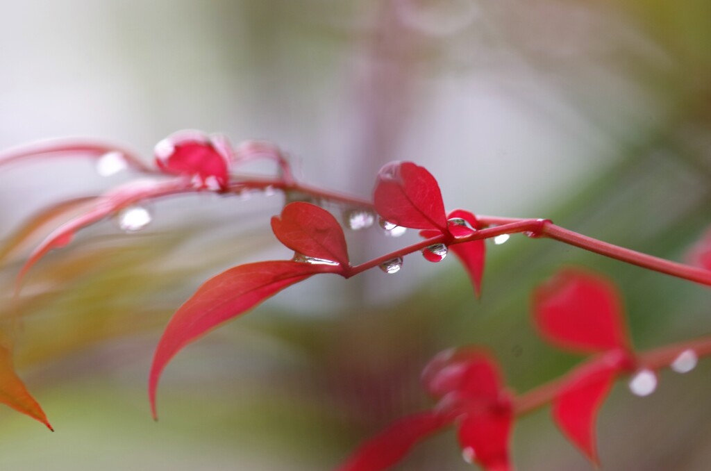 梅雨明け