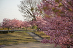 河津桜　4