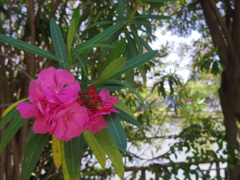 公園の花