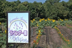 ラベンダーには見えませんが？