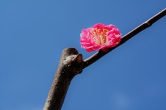 梅