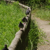 鳩