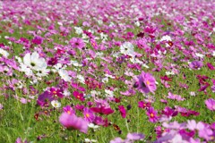 秋桜畑
