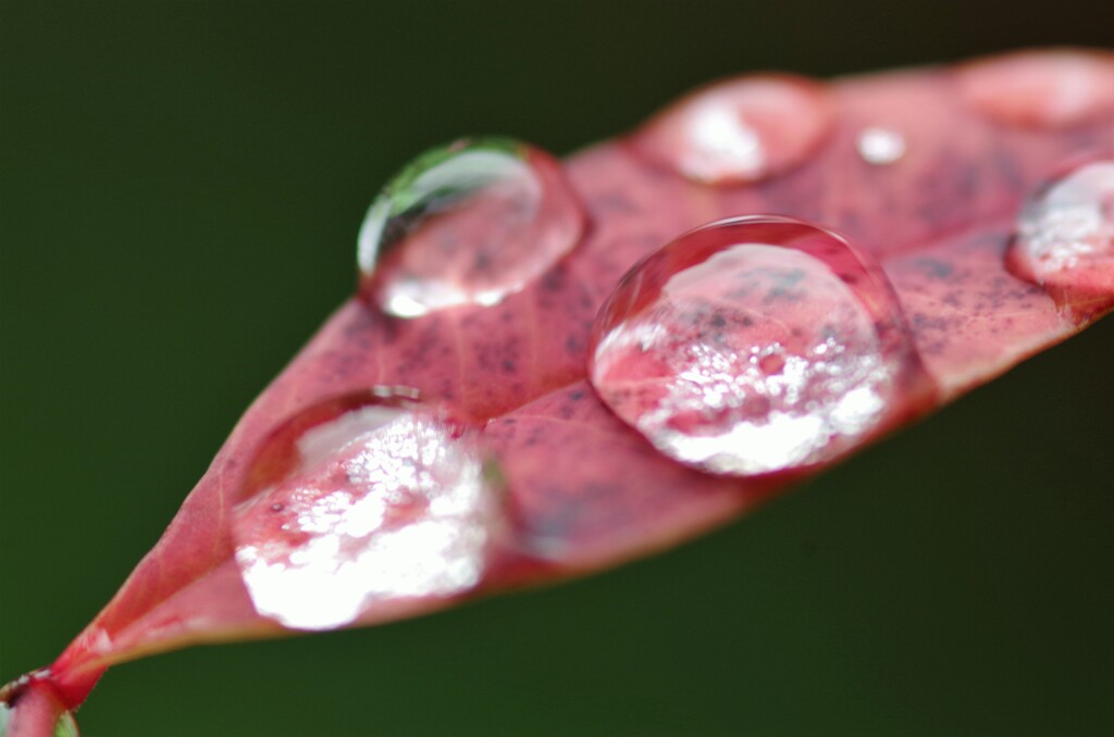 水玉模様