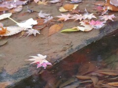 池の落ち葉