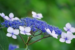 紫陽花祭り　2