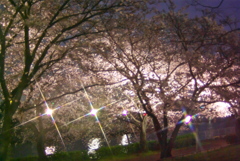 夜桜見物　2