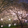 夜桜見物　2
