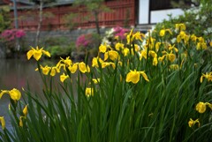 春の池