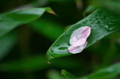 雨に打たれて