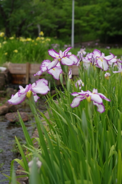 花しょうぶ