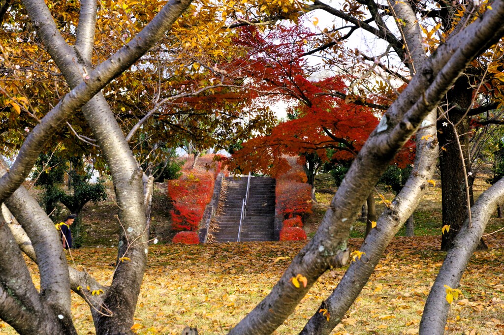 晩秋の公園