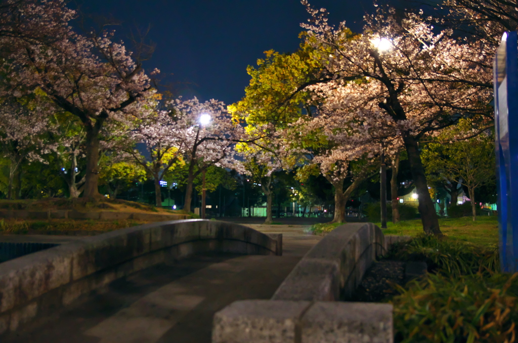 夜桜見物　1