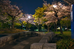 夜桜見物　1
